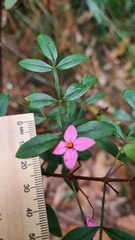 Boronia fraseri