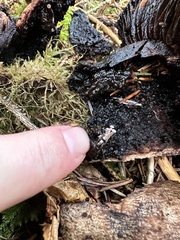 Asterophora parasitica
