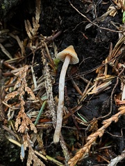 Cortinarius acutus
