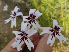 Jamesbrittenia racemosa