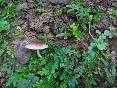 Fungi