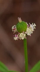 Monotaxis linifolia