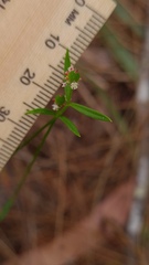 Monotaxis linifolia
