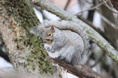 Sciurus carolinensis
