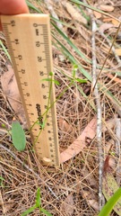 Monotaxis linifolia