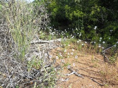 Jamesbrittenia racemosa