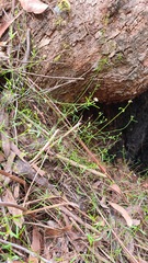 Monotaxis linifolia