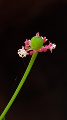 Monotaxis linifolia