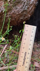 Monotaxis linifolia