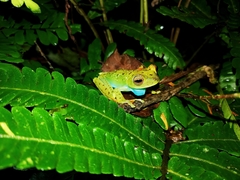 Boana rufitela