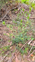 Platysace lanceolata