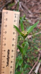 Platysace lanceolata