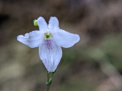 Codonacanthus pauciflorus
