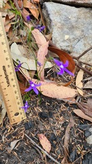 Lobelia dentata