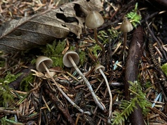 Psilocybe pelliculosa
