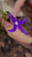 Lobelia dentata