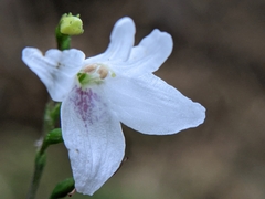 Codonacanthus pauciflorus