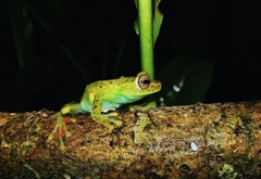 Boana rufitela