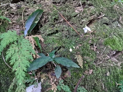 Codonacanthus pauciflorus