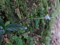 Codonacanthus pauciflorus