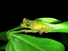 Boana rufitela