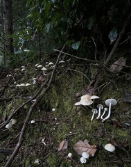 Tricholoma platyphyllum