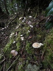 Tricholoma platyphyllum