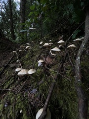 Tricholoma platyphyllum
