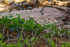 Commicarpus plumbagineus