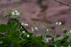 Commicarpus plumbagineus