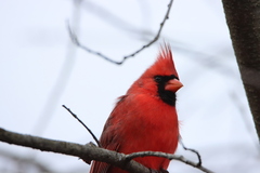 Cardinalis cardinalis