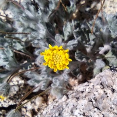 Trichoptilium incisum