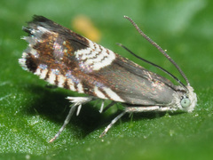 Grapholita compositella