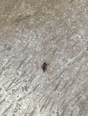 Neacoryphus bicrucis