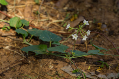 Commicarpus plumbagineus