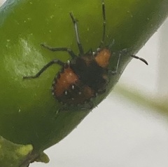 Arvelius albopunctatus