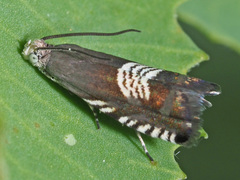 Grapholita compositella