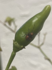 Arvelius albopunctatus