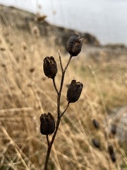 Camassia