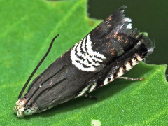 Grapholita compositella