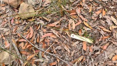 Caesia parviflora parviflora