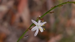 Caesia parviflora parviflora