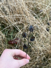 Camassia