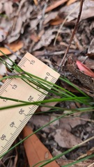 Caesia parviflora parviflora