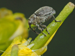 Ceutorhynchus typhae