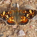 Phyciodes - Photo (c) willem9, μερικά δικαιώματα διατηρούνται (CC BY-NC), uploaded by willem9