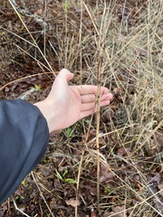 Camassia leichtlinii