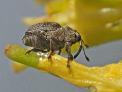 Ceutorhynchus typhae