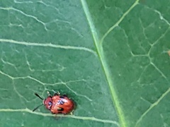 Stenotarsus bimaculipennis