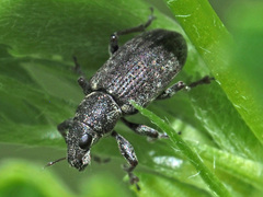 Sitona cylindricollis